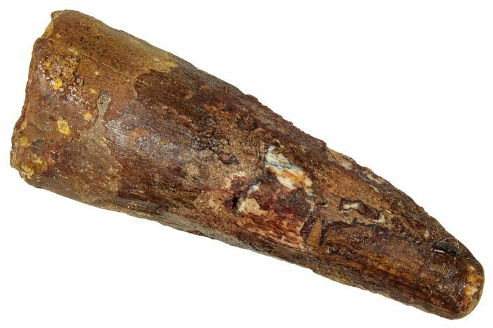 Fossil Spinosaurus Tooth - Real Dinosaur Tooth #329625